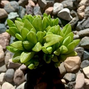 Haworthia turgid succulent